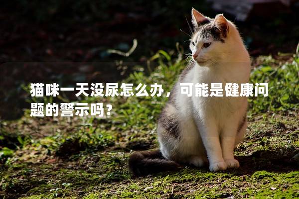 猫咪一天没尿怎么办，可能是健康问题的警示吗？