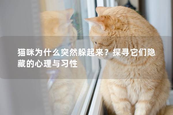 猫咪为什么突然躲起来？探寻它们隐藏的心理与习性