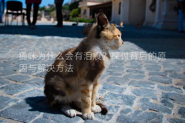 猫咪为什么会有泪痕？探讨背后的原因与解决方法