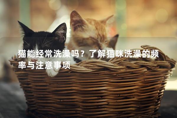 猫能经常洗澡吗？了解猫咪洗澡的频率与注意事项