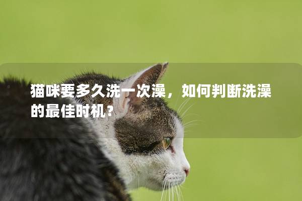 猫咪要多久洗一次澡，如何判断洗澡的最佳时机？