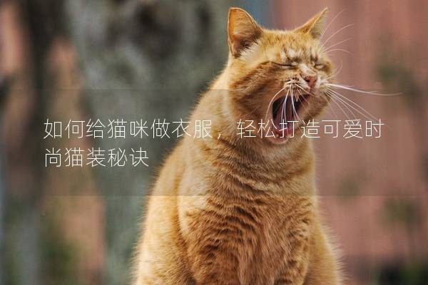 如何给猫咪做衣服，轻松打造可爱时尚猫装秘诀