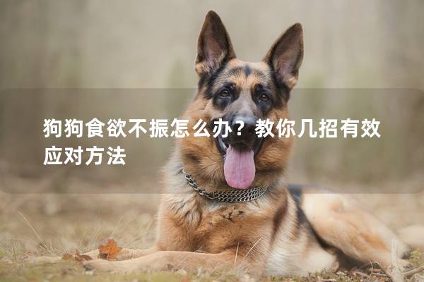 狗狗食欲不振怎么办？教你几招有效应对方法