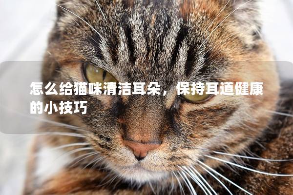 怎么给猫咪清洁耳朵，保持耳道健康的小技巧