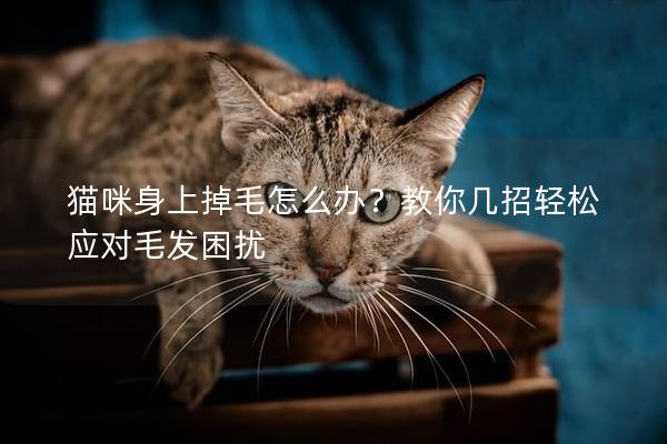 猫咪身上掉毛怎么办？教你几招轻松应对毛发困扰