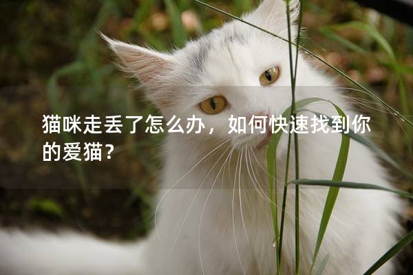 猫咪走丢了怎么办，如何快速找到你的爱猫？