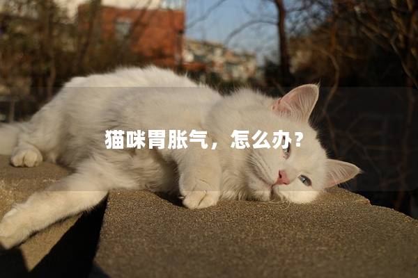 猫咪胃胀气，怎么办？