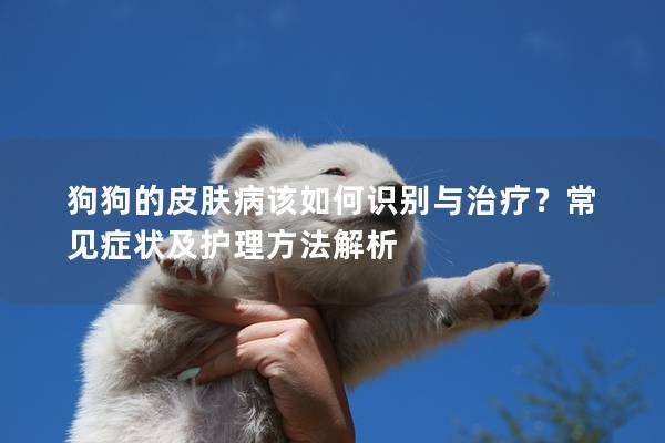 狗狗的皮肤病该如何识别与治疗？常见症状及护理方法解析