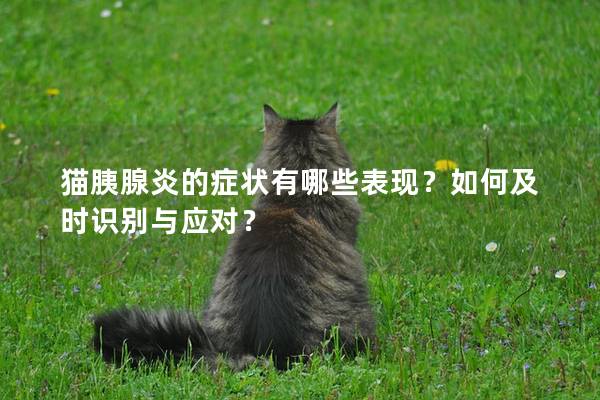 猫胰腺炎的症状有哪些表现？如何及时识别与应对？