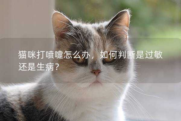 猫咪打喷嚏怎么办，如何判断是过敏还是生病？