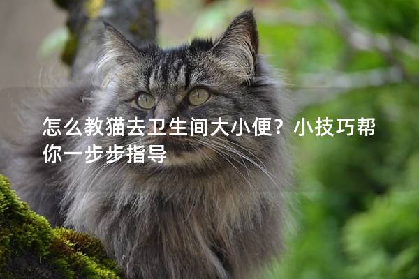 怎么教猫去卫生间大小便？小技巧帮你一步步指导