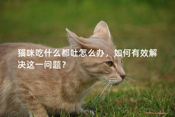 猫咪吃什么都吐怎么办，如何有效解决这一问题？