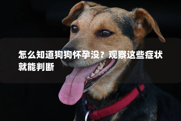 怎么知道狗狗怀孕没？观察这些症状就能判断