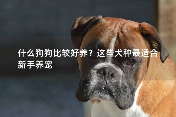 什么狗狗比较好养？这些犬种最适合新手养宠