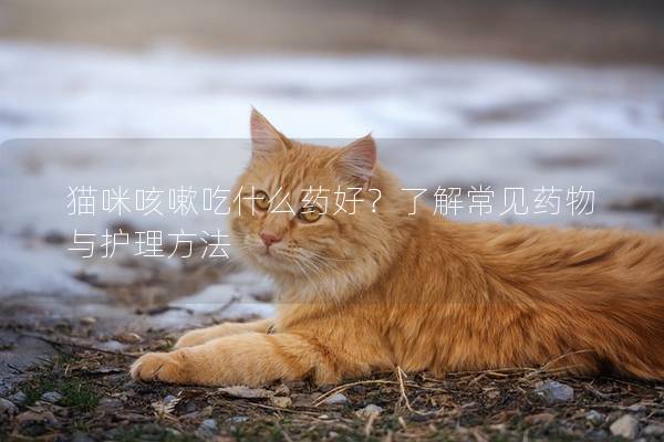 猫咪咳嗽吃什么药好？了解常见药物与护理方法