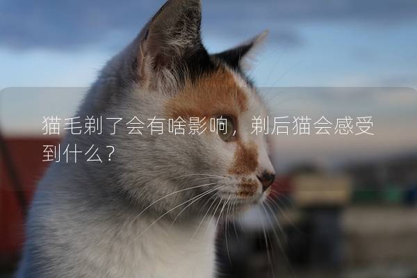 猫毛剃了会有啥影响，剃后猫会感受到什么？