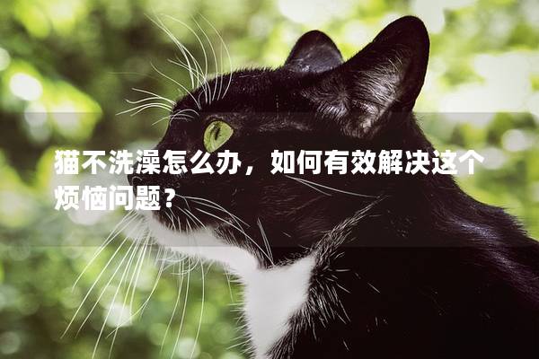 猫不洗澡怎么办，如何有效解决这个烦恼问题？