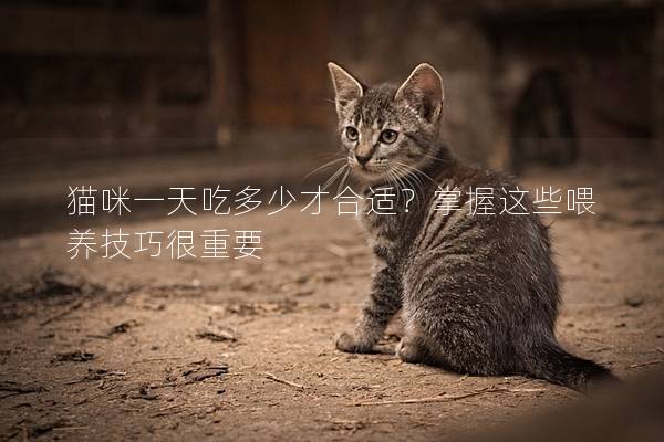 猫咪一天吃多少才合适？掌握这些喂养技巧很重要