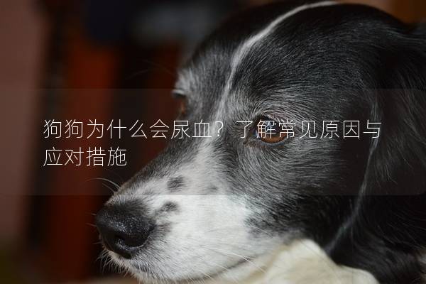 狗狗为什么会尿血？了解常见原因与应对措施