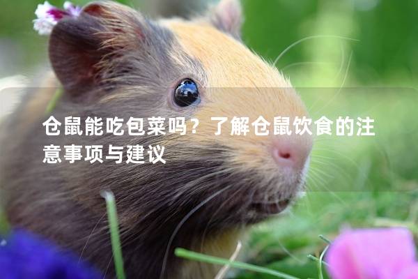 仓鼠能吃包菜吗?了解仓鼠饮食的注意事项与建议 仓鼠能吃包菜吗?了解仓鼠饮食的注意事项与建议