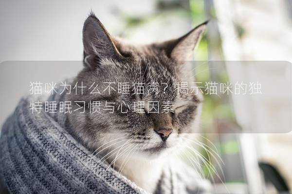 猫咪为什么不睡猫窝？揭示猫咪的独特睡眠习惯与心理因素