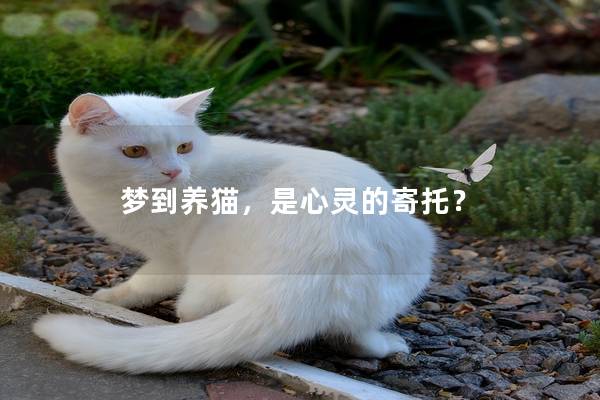 梦到养猫，是心灵的寄托？