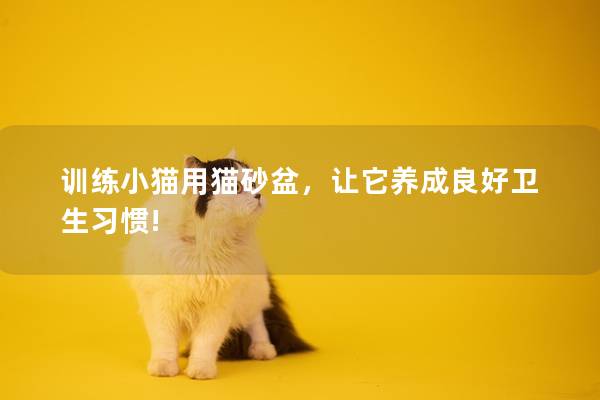 训练小猫用猫砂盆，让它养成良好卫生习惯!