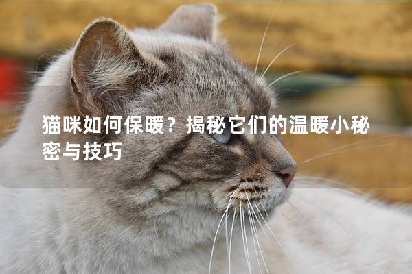 猫咪如何保暖？揭秘它们的温暖小秘密与技巧