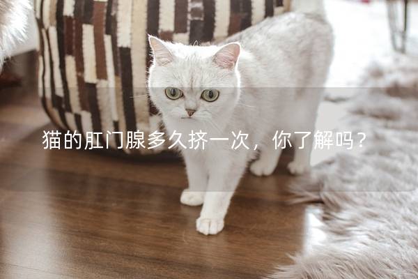 猫的肛门腺多久挤一次，你了解吗？