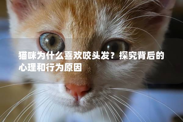 猫咪为什么喜欢咬头发？探究背后的心理和行为原因