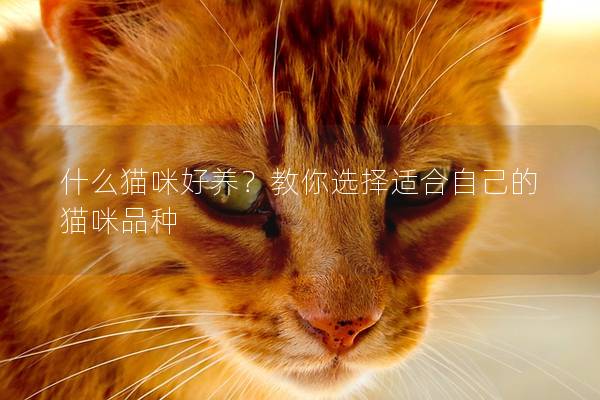 什么猫咪好养？教你选择适合自己的猫咪品种