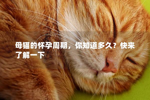 母猫的怀孕周期，你知道多久？快来了解一下