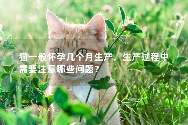 猫一般怀孕几个月生产，生产过程中需要注意哪些问题？