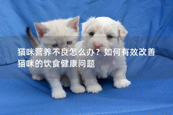 猫咪营养不良怎么办？如何有效改善猫咪的饮食健康问题