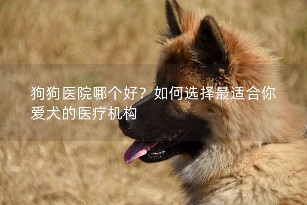 狗狗医院哪个好？如何选择最适合你爱犬的医疗机构