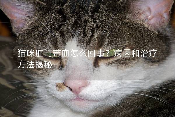 猫咪肛门带血怎么回事？病因和治疗方法揭秘