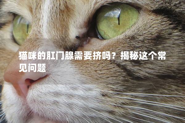 猫咪的肛门腺需要挤吗？揭秘这个常见问题