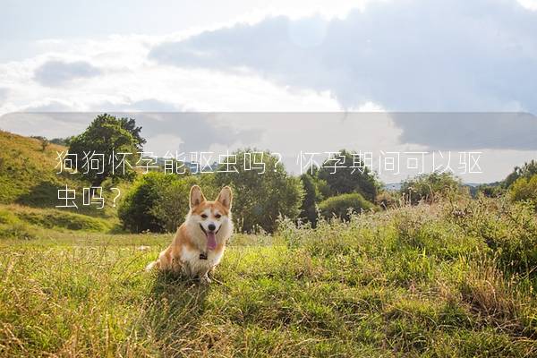 狗狗怀孕能驱虫吗？怀孕期间可以驱虫吗？