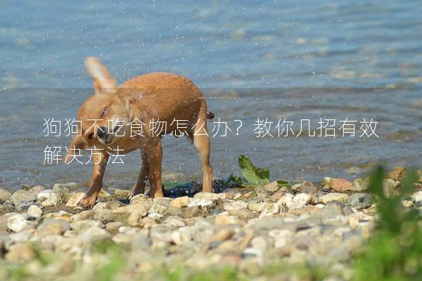 狗狗不吃食物怎么办？教你几招有效解决方法