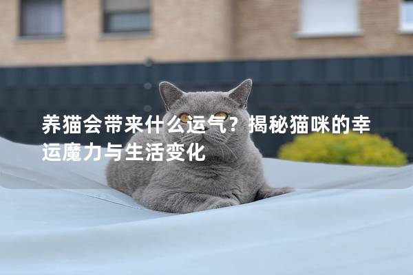 养猫会带来什么运气？揭秘猫咪的幸运魔力与生活变化