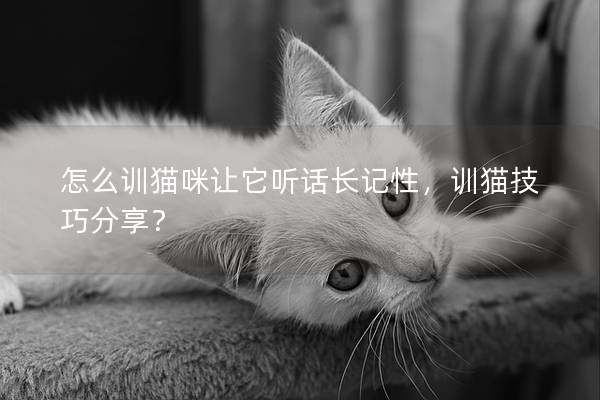 怎么训猫咪让它听话长记性，训猫技巧分享？