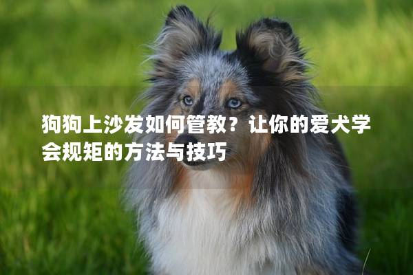 狗狗上沙发如何管教？让你的爱犬学会规矩的方法与技巧