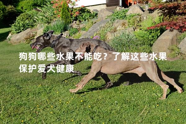 狗狗哪些水果不能吃？了解这些水果保护爱犬健康