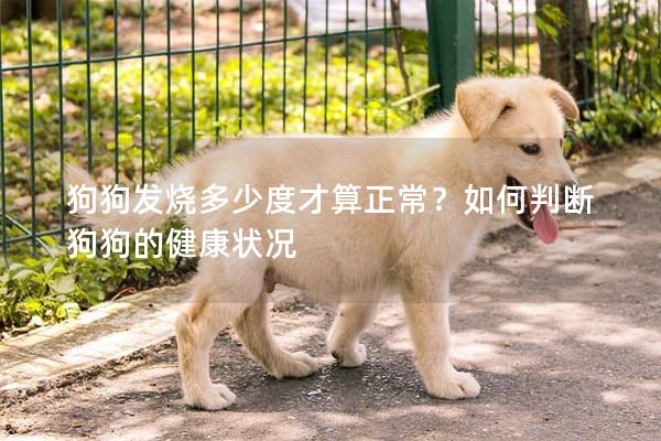 狗狗发烧多少度才算正常？如何判断狗狗的健康状况