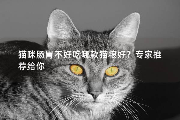 猫咪肠胃不好吃哪款猫粮好？专家推荐给你