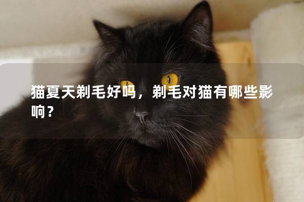 猫夏天剃毛好吗，剃毛对猫有哪些影响？