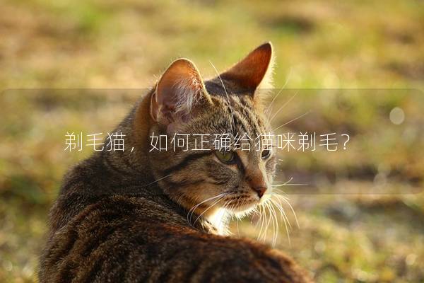 剃毛猫，如何正确给猫咪剃毛？