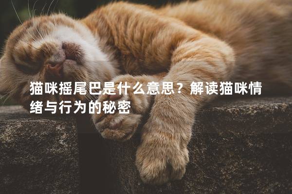 猫咪摇尾巴是什么意思？解读猫咪情绪与行为的秘密