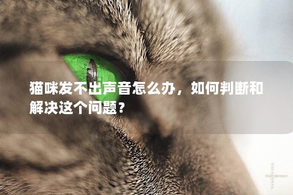 猫咪发不出声音怎么办，如何判断和解决这个问题？