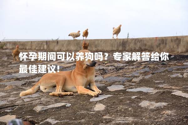 怀孕期间可以养狗吗？专家解答给你最佳建议!